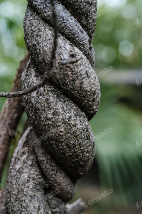 Preview: The twisted trunk of an exotic tree in close-up.