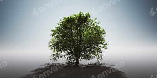 Preview: Green lonely tree. Nature background, single light and shadow
