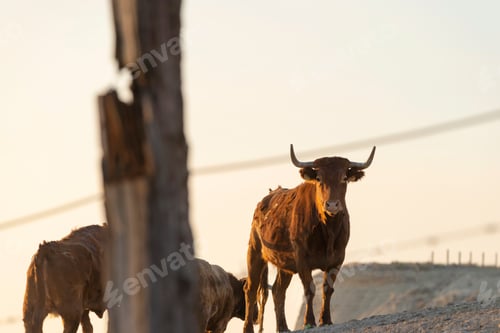Preview: Brown mountain cows grazing on an pasture and looking at camera