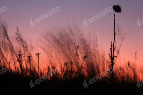 Preview: thorns and plants at sunset
