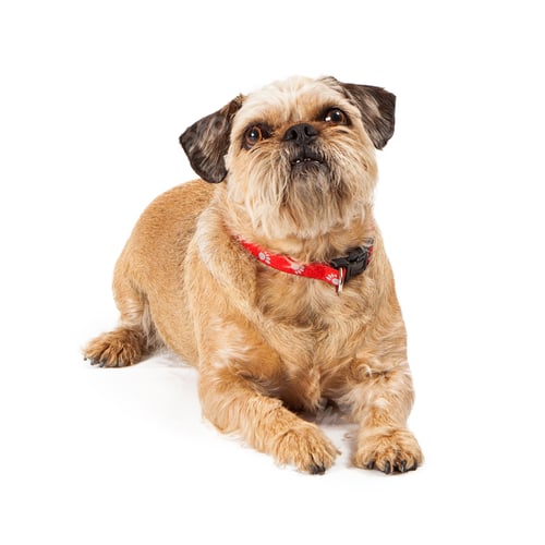 Preview: Brussels Griffon Dog Sitting Looking Up