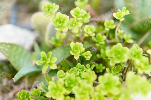 Preview: succulent plants in outdoor flower bed