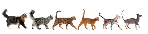 Preview: six walking cats