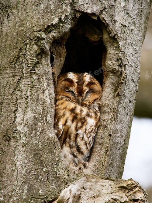 Preview: Tawny owl (Strix aluco)