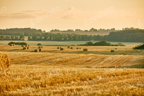 Preview: Harvest. A photo of a vibrant country field in harvest.
