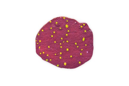 Visualização: Coral de cálice vermelho com pólipos amarelos