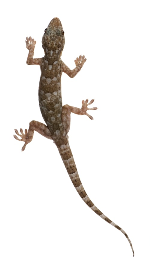 Preview: Tokay gecko - Gekko gecko