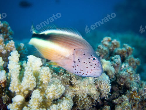 Preview: Closeup shot of a freckled hawkfish swimming in coral underwater