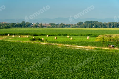 Preview: Summer landscape along the cycle path of the Po river, italy