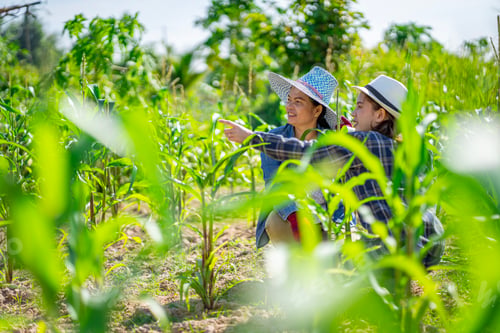 Preview: An Asian female farmer in Thailand collects eggplants grown in the garden for food and for sale.