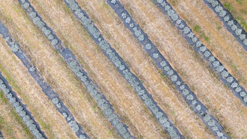 Preview: Lavender plants growing in rows on farm with plastic mulch