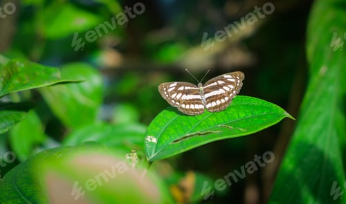 Preview: Common sailor butterfly resting on a black pepper leaf.