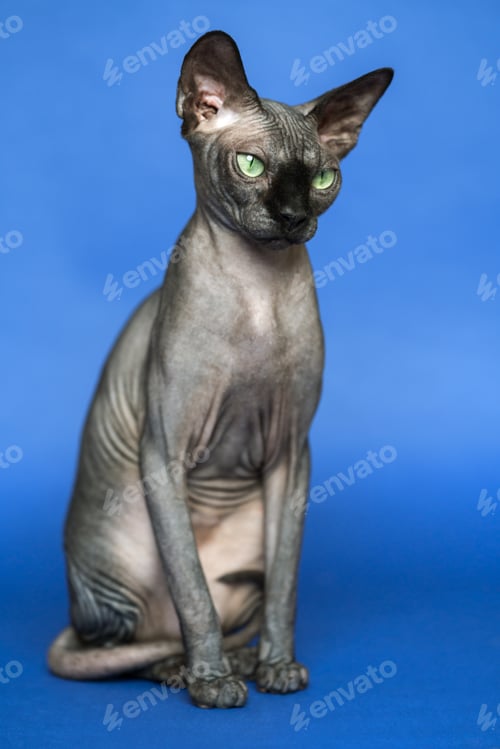 Preview: Portrait of Canadian Sphynx on blue background