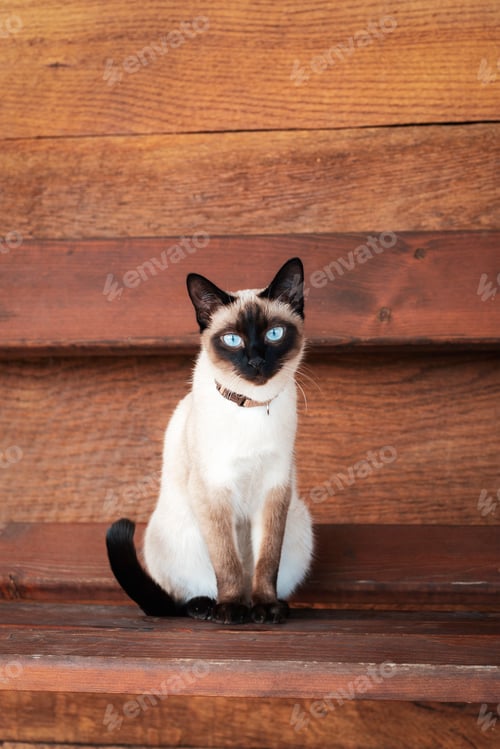 Preview: Siamese cat with blue eyes sitting on a wooden bench
