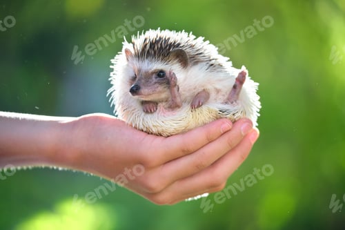 Preview: Human hands holding little african hedgehog pet outdoors on summer day. Keeping domestic animals and