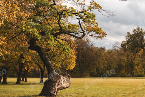 Preview: Tree with green and yellow leaves