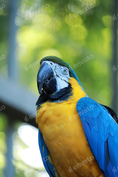 Preview: Vibrant blue, yellow, and green Macaw perched on a tree branch