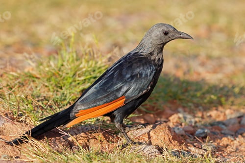 Preview: Red-winged starling in natural habitat