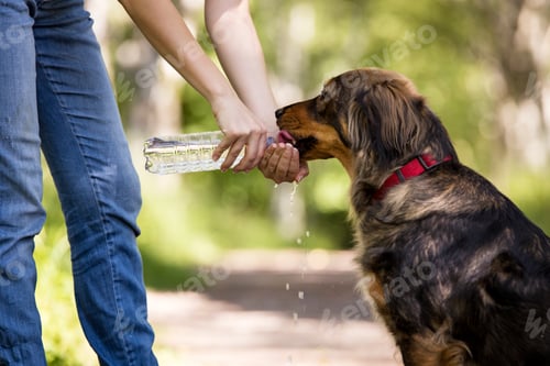 Preview: Woman giving her dog water to drink