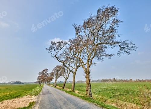Preview: Avenue in the countryside