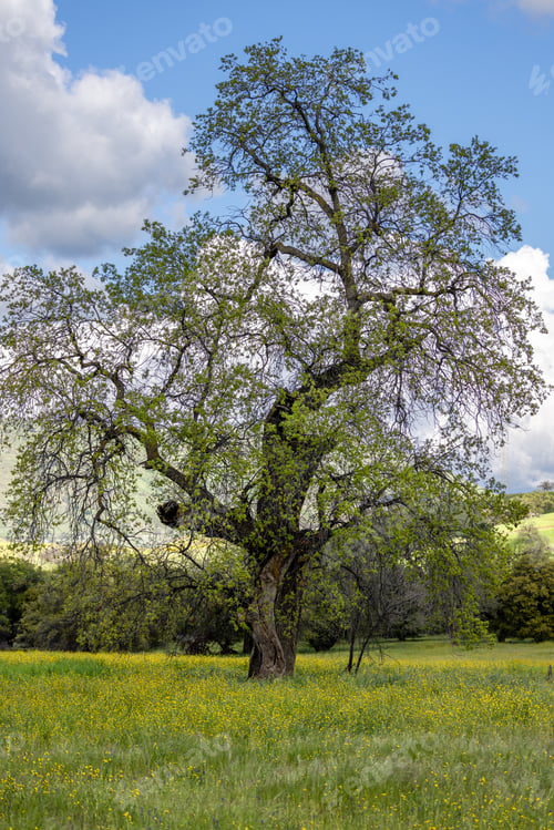 Preview: Big tall Oak Tree in front of a blue sky with white puffy clouds and yellow wildflowers under