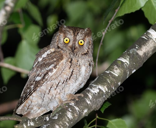 Preview: Eurasian scops owl, Otus scops. A beautiful bird sitting on a tree, close-up