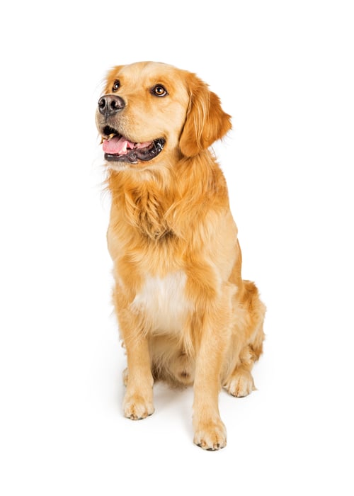 Preview: Attentive Golden Retriever Dog Sitting Looking Side