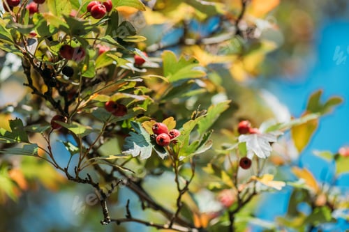 Preview: close-up view of beautiful red berries and leaves on bush in autumn park