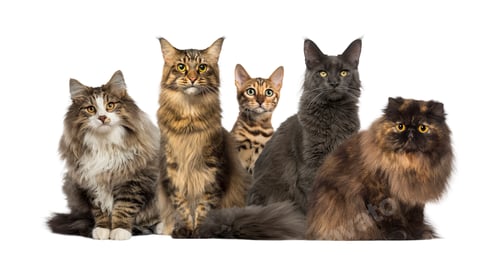 Preview: Group of cats sitting, isolated on white