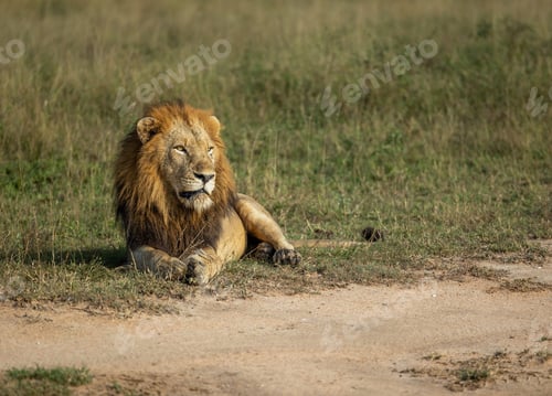 Preview: A male lion, Panthera leo, lying down in an open clearing.