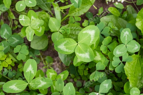 Preview: Fresh Green Clover Patch in Natural Setting
