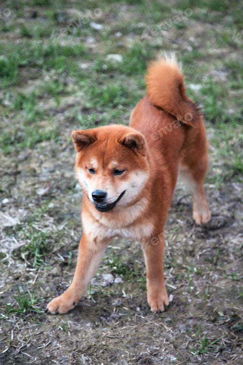 Preview: Shiba Inu Dog Standing Outdoors on Sparse Green Grass During Daytime