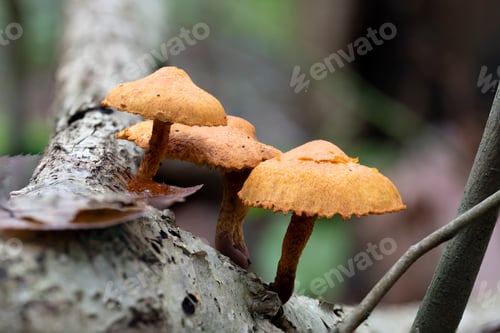 Preview: Close-Up of Orange Mushrooms Gymnopilus penetrans on a Tree Trunk in Nature