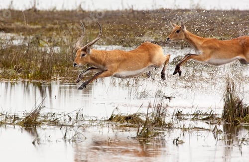 Preview: Red Lechwe - Botswana