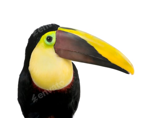 Preview: Chestnut-mandibled Toucan - Ramphastos swainsonii (3 years)