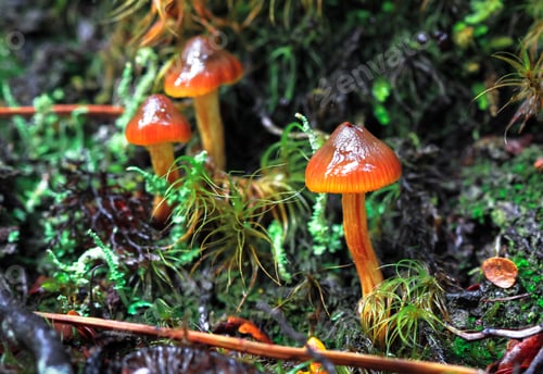 Preview: Orange Mushrooms in New Zealand