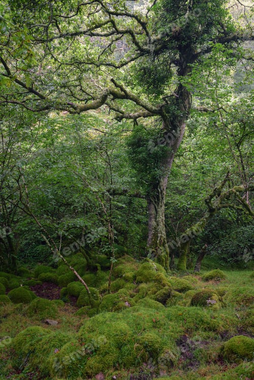 Preview: Thick carpet of moss in a humid Atlantic forest