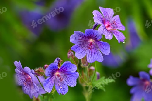 Preview: Meadow Geranium - also Geranium pratense - Johnsons Blue