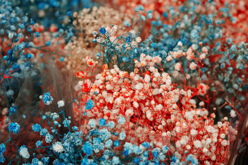 Preview: Close up of dried flower plant bunch.