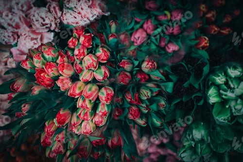 Preview: Looking down on multiple tulips in red, purple, pink and white