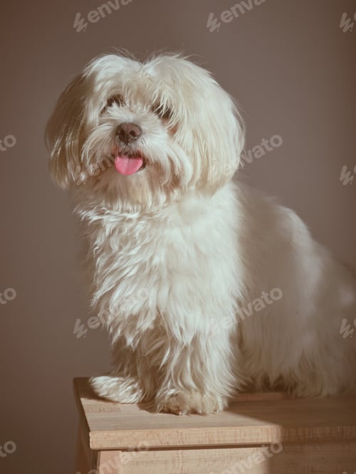 Preview: Cute Maltese dog near wall