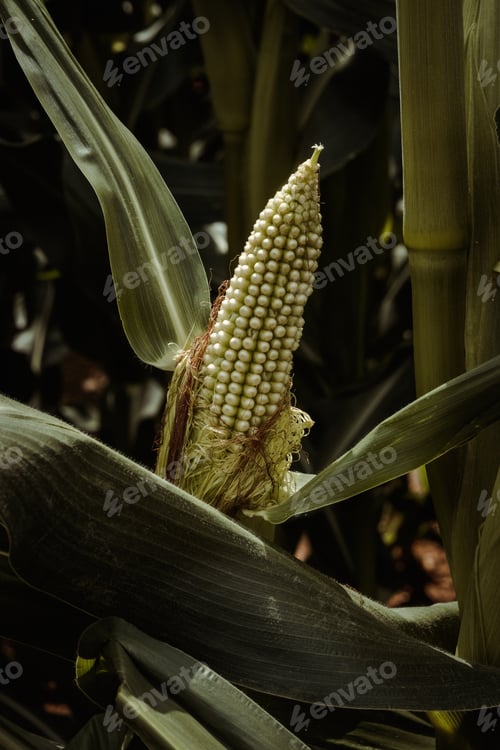 Preview: Fresh green corn in leaves