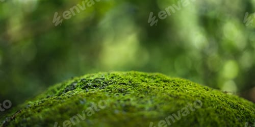 Preview: Green moss on rocks in the forest green blur background