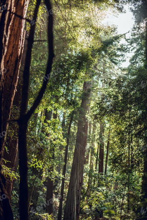 Preview: High green trees in forest in summer