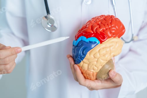 Preview: doctor holding human Brain model. World Brain Tumor day