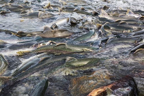 Preview: Spawning salmon