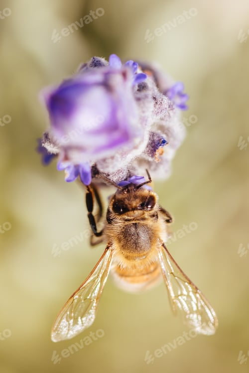 Preview: Bee in Lavender in Australia