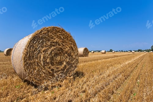 Preview: Hay Bales on field