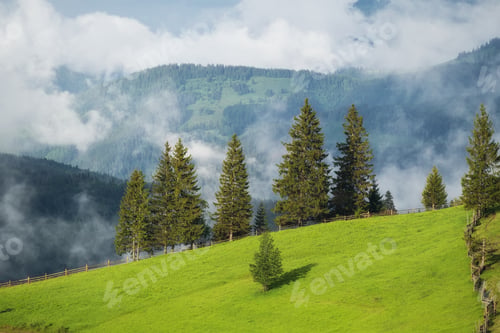 Preview: Foggy mountains and field with trees. Landscape after rain. A view for the background.