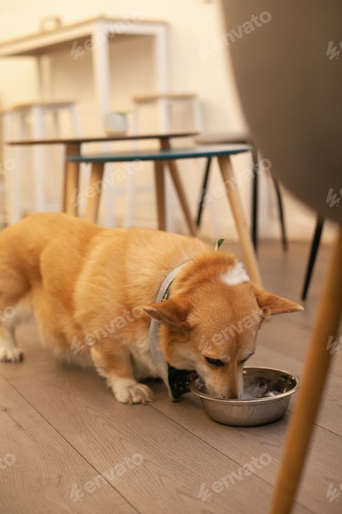 Preview: Cute corgi Pembroke dog eating dog food at dog-friendly cafe
